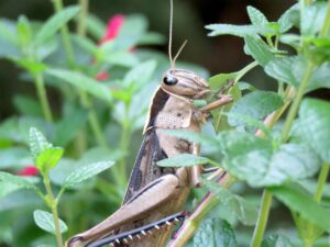 食べ盛りのお子さんのための節約夕飯レシピは？