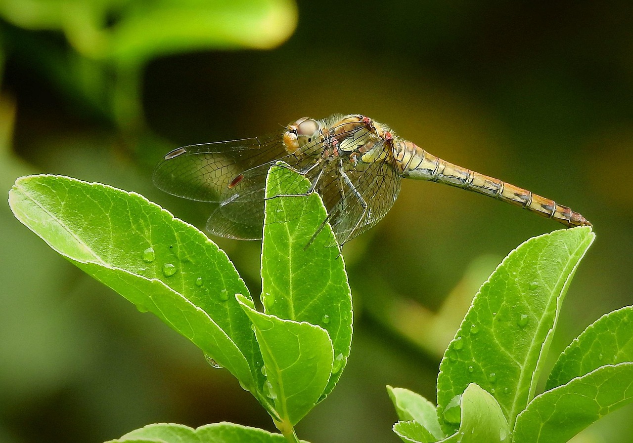 クレカのリボ払いから脱出する方法は？