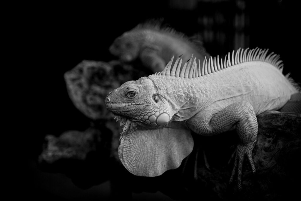 任意整理を利用する主婦が得られるメリットとは？