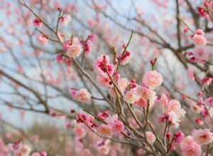 家計相談をFPに依頼する主婦の評判はどうなの？